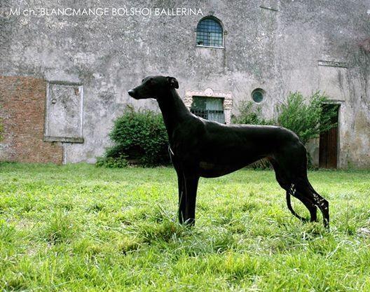 Greyhound Bolshoi Ballerina
