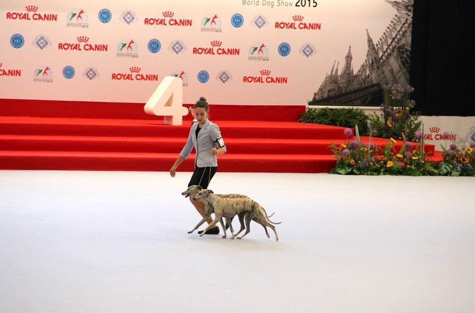 allevamento whippet