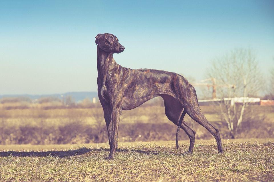 kollaps greyhound salome