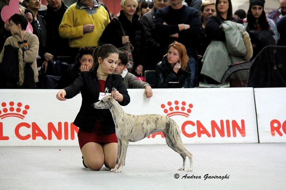 allevamento whippet