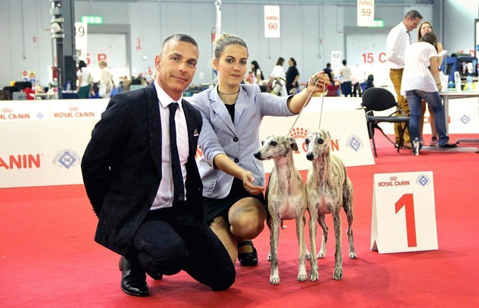 KOLLAPS WHIPPET