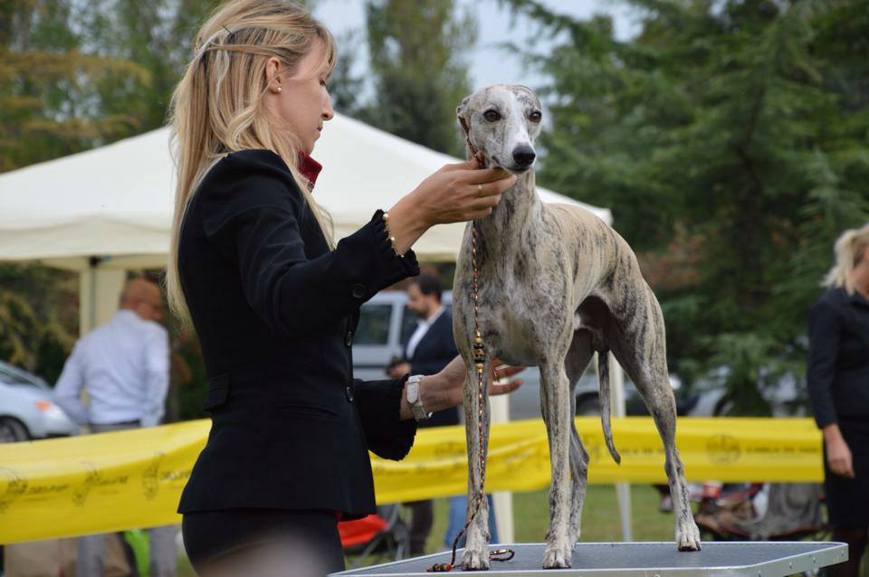 allevamento whippet
