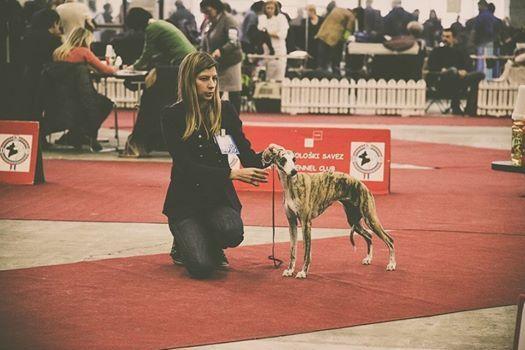 allevamento whippet