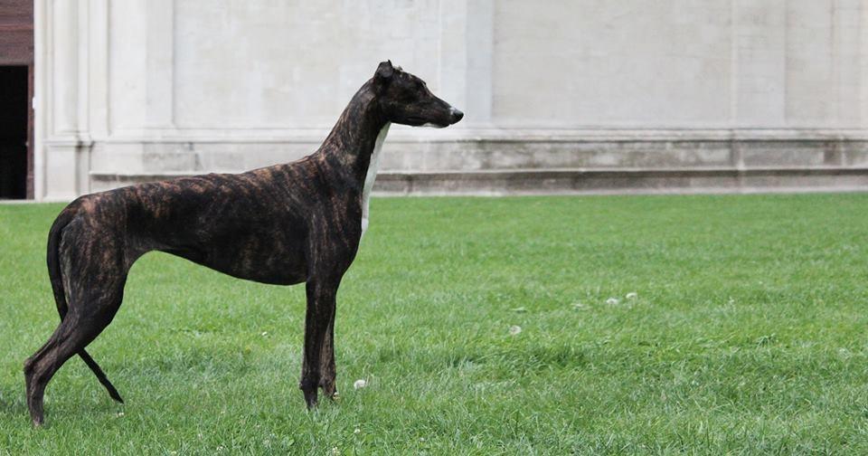 Kollaps greyhound 