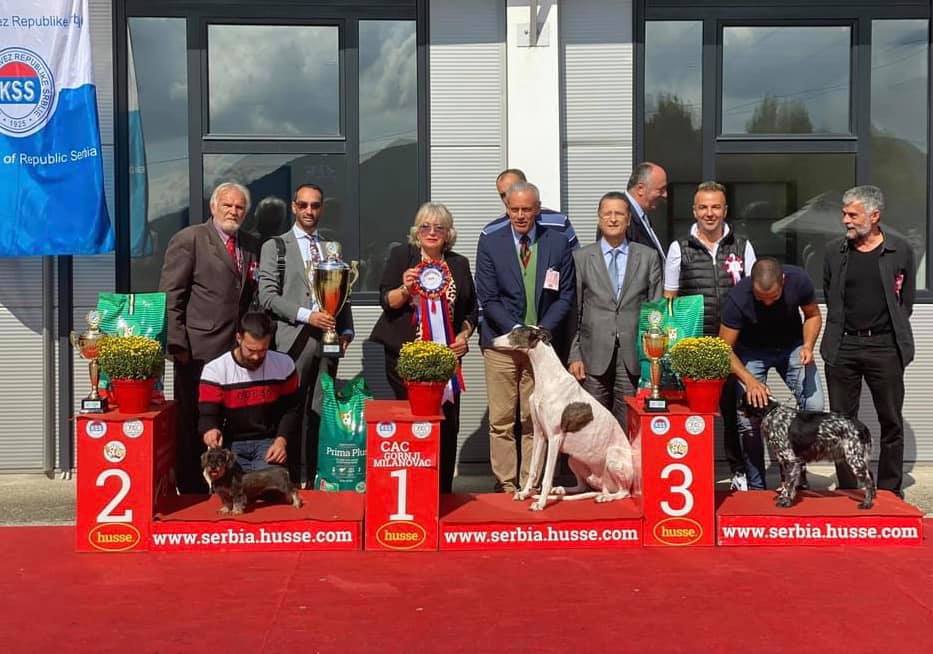levriero greyhound