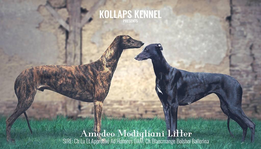 Cuccioli levriero
