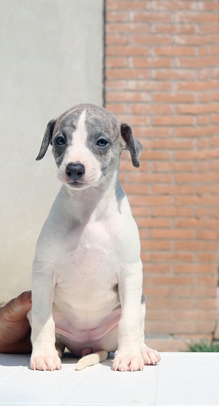 cuccioli whippet