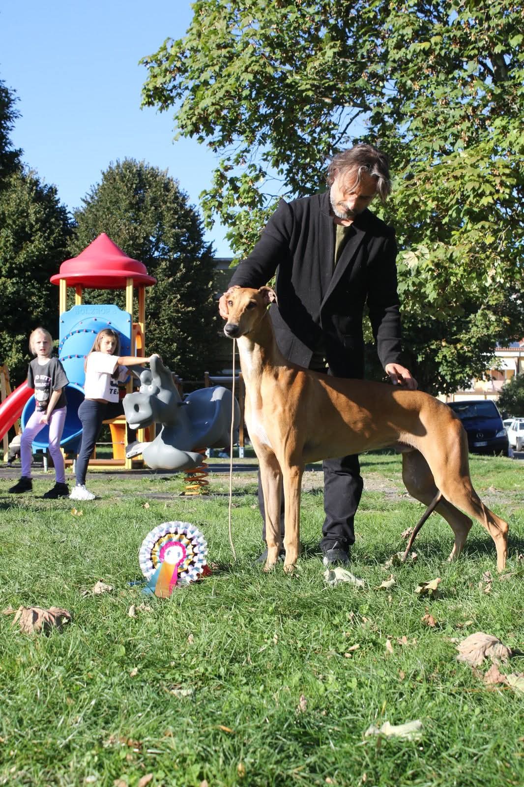 greyhound puppies