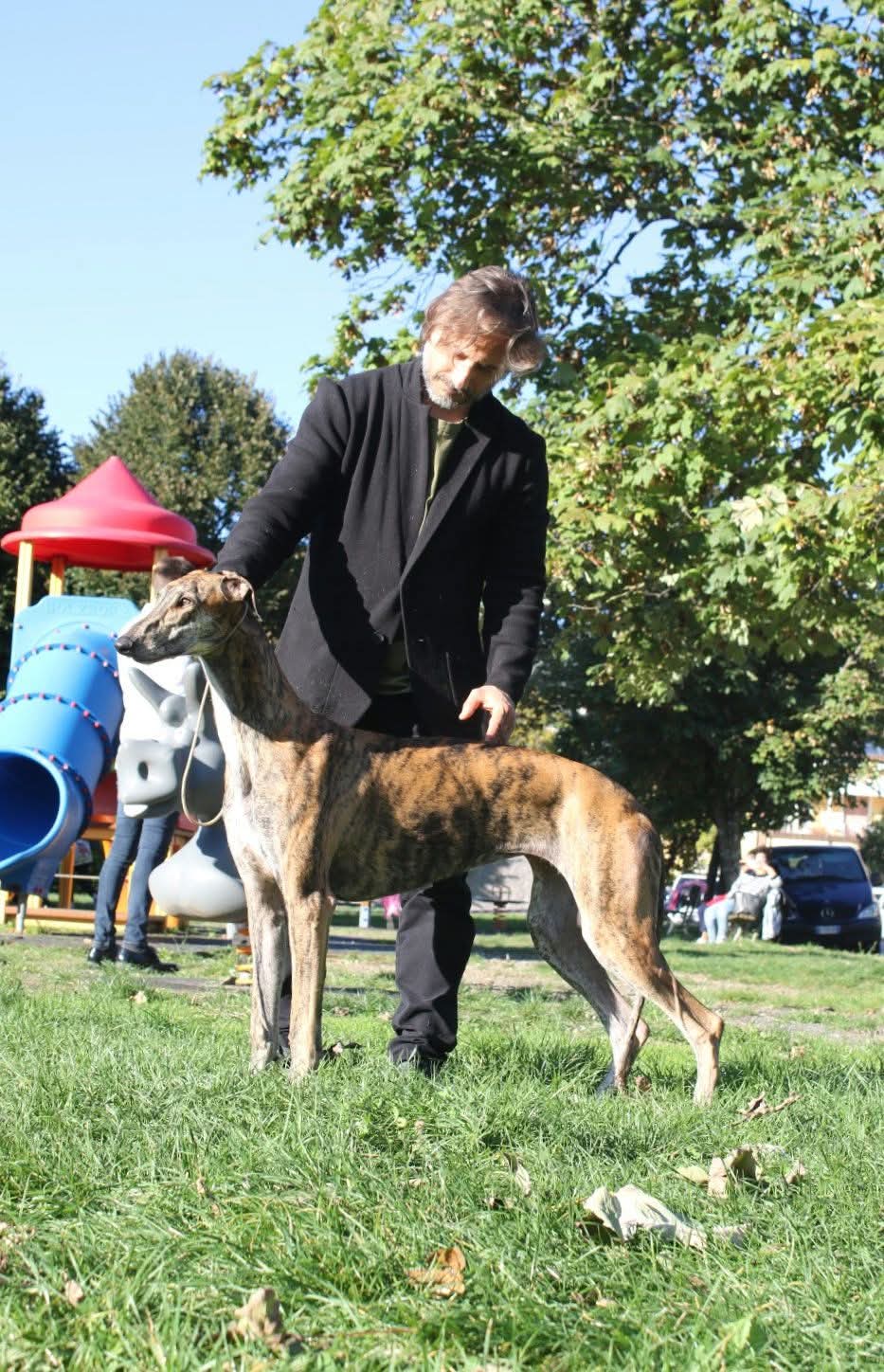 greyhound puppies