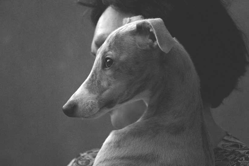 allevamento whippet