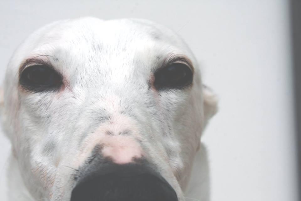 carattere greyhound