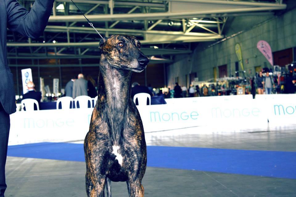 Allevamento Greyhound Kollaps