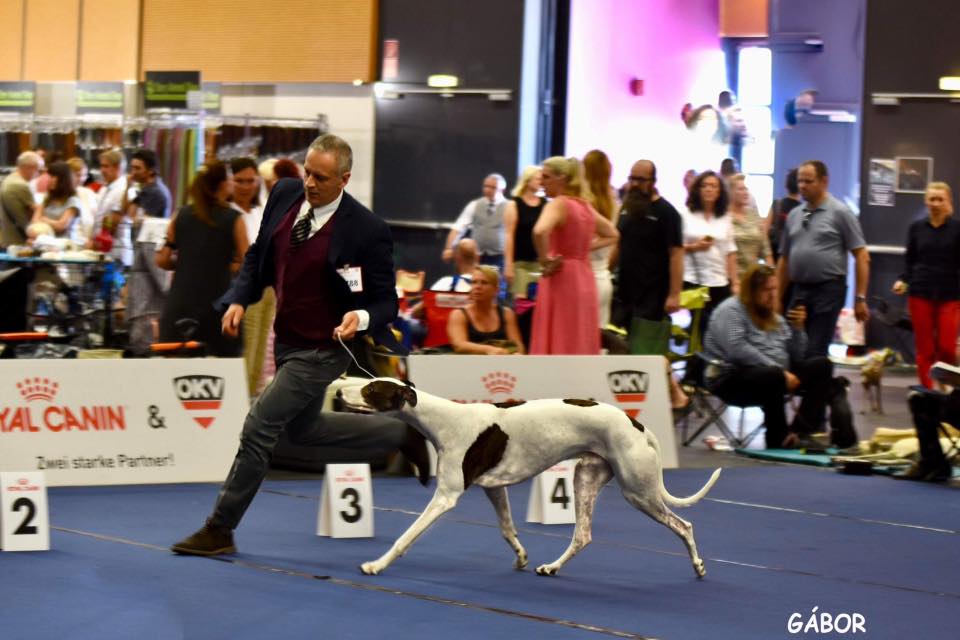 greyhound livets dans