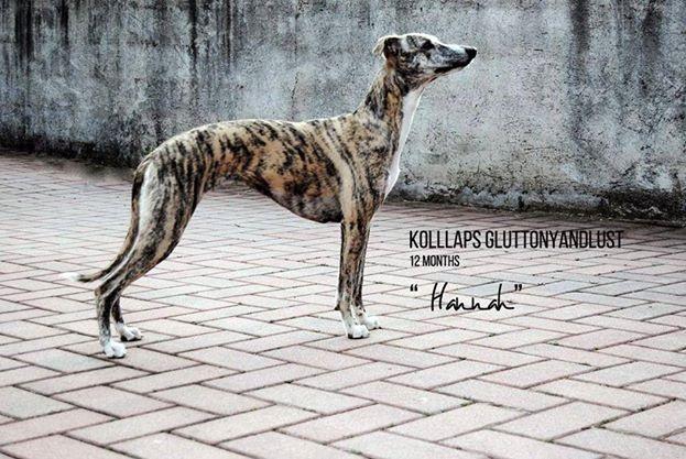 allevamento whippet