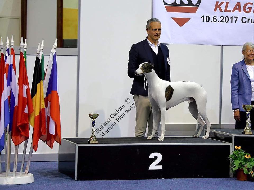 Livets dans greyhound