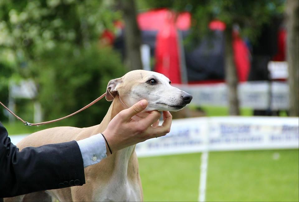 allevamento whippet