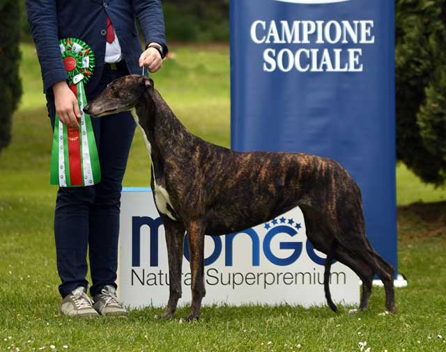 kollaps allevamento greyhound - lucy