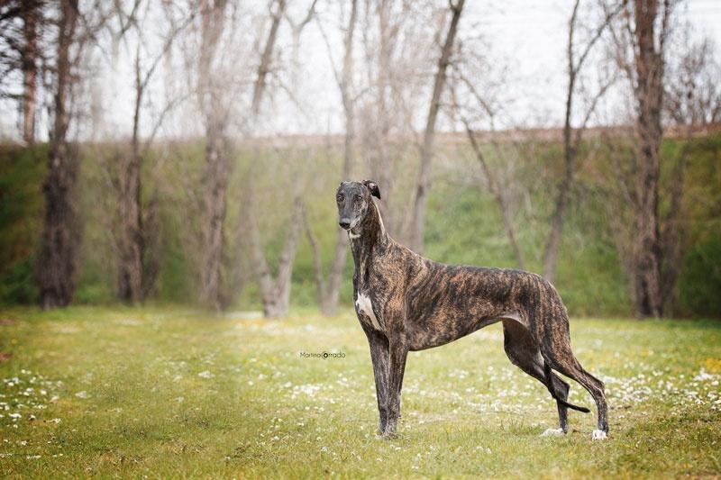 Greyhound Kollaps Four Darks in Red