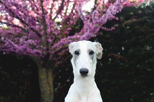 Greyhound Bolshoi Ballerina