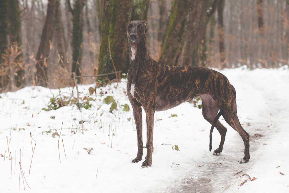 Greyhound kollaps salome