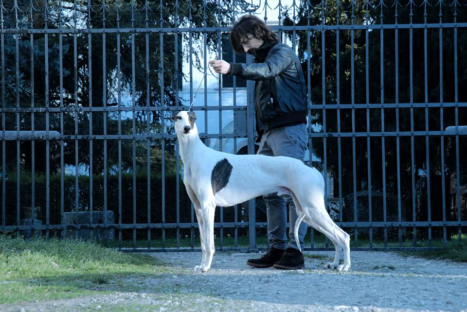 Greyhound kollaps Livets Dans