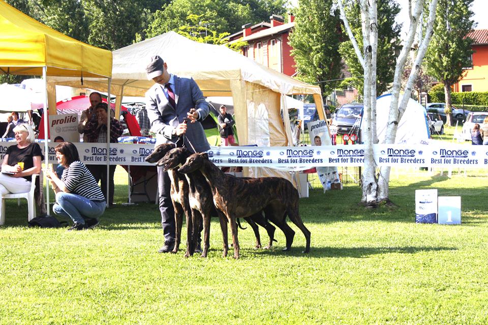 Allevamento Greyhound Kollaps