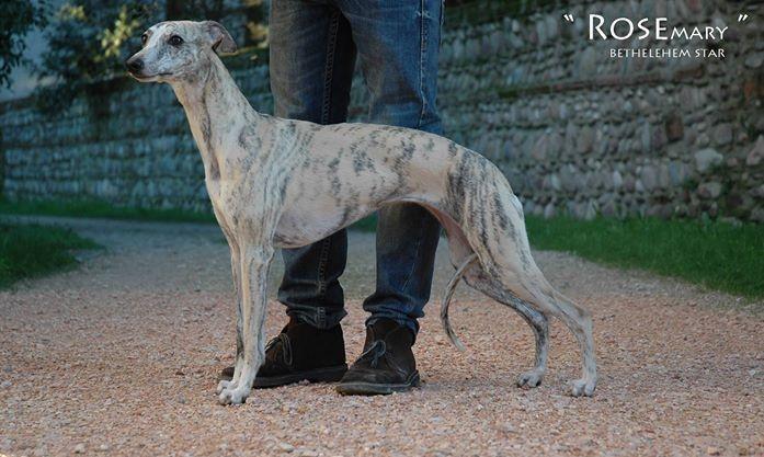 whippet kollaps bethlehem star