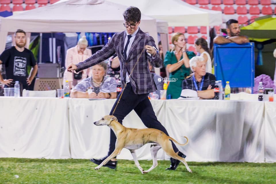 whippet kollaps U No Es Ningu