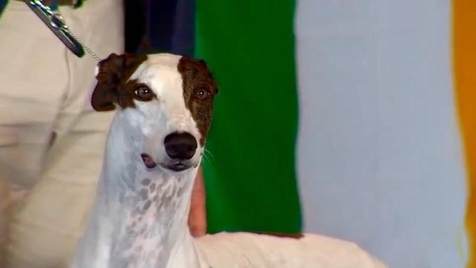 Allevamento Greyhound Kollaps