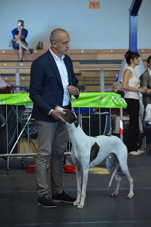Allevamento Greyhound Kollaps
