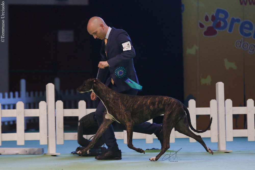 L'Ai Je Bien Descendu Ad Honores