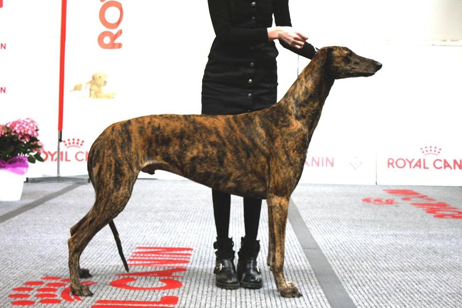 kollaps greyhound