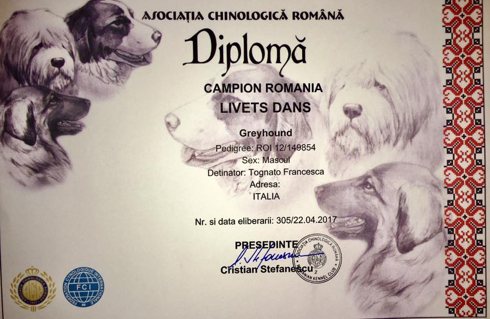 levriero greyhound