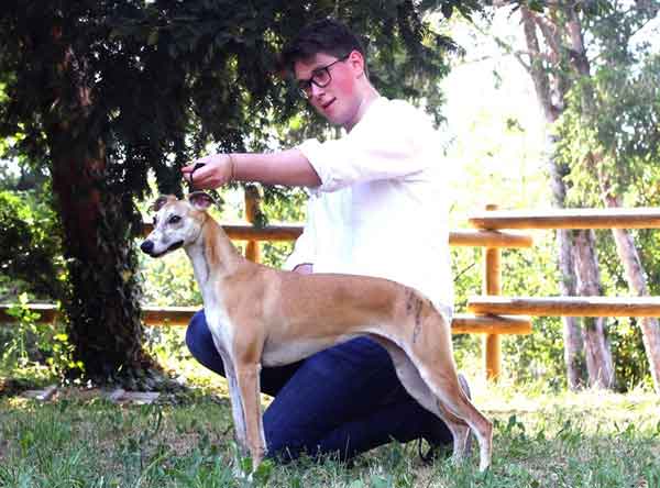 Whippet Vicenza 
