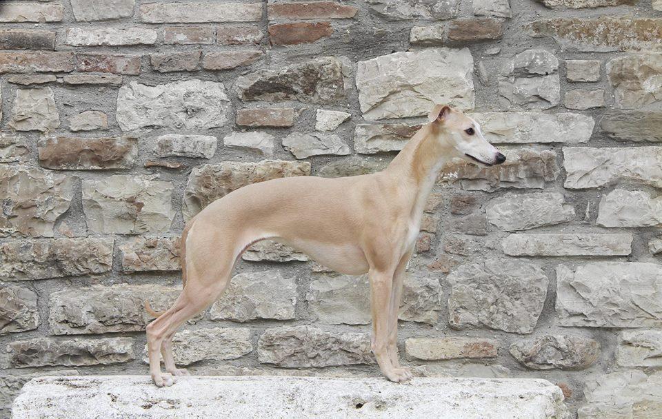 whippet Kollaps Isabel Rawsthorne