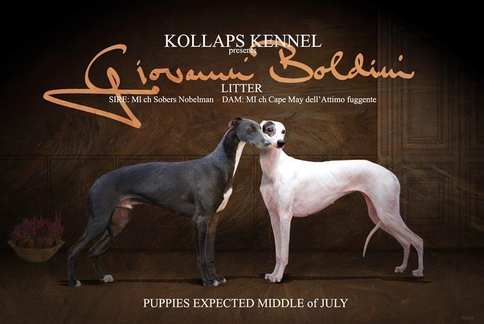 Cuccioli puppies greyhound kollaps