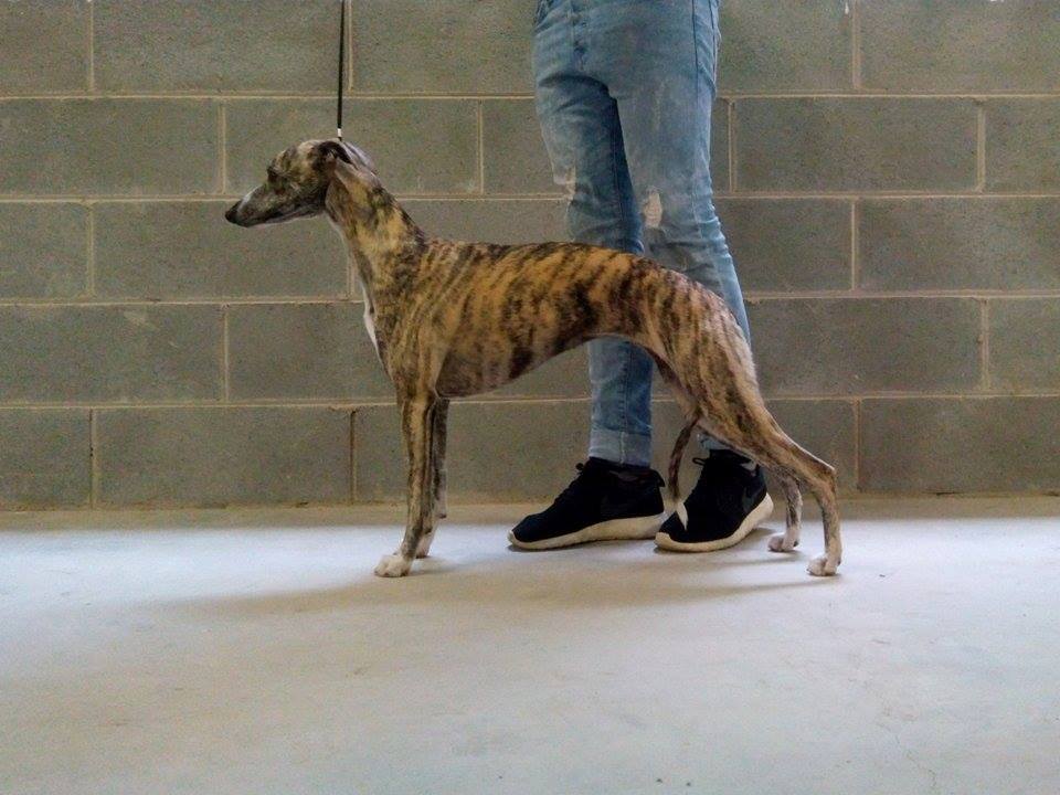 whippet kollaps gluttonyandlust