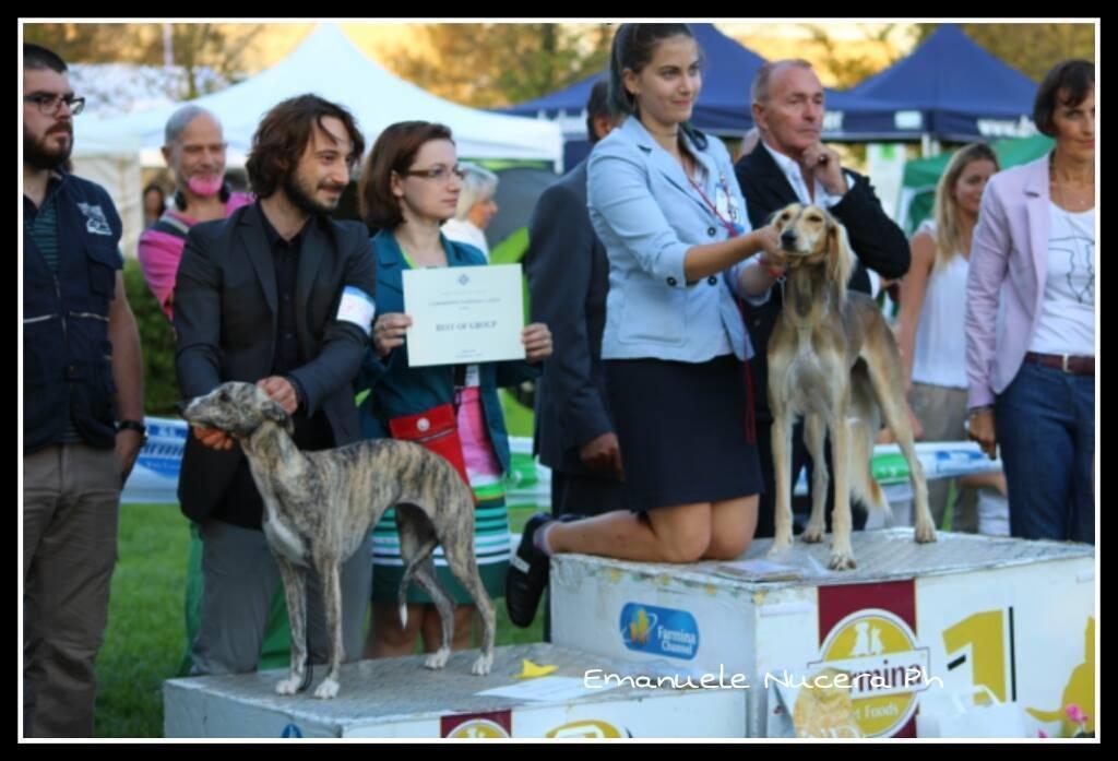 kollaps gluttonyandlust whippet treviso