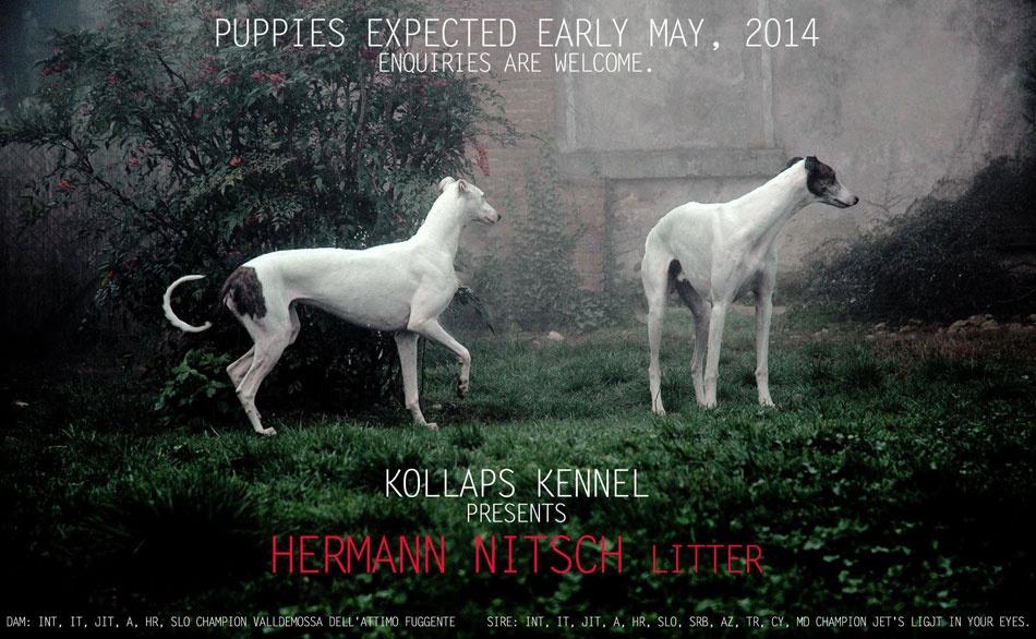 Cuccioli puppies greyhound kollaps