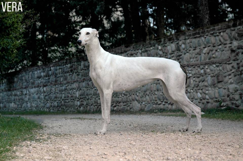 Allevamento greyhound