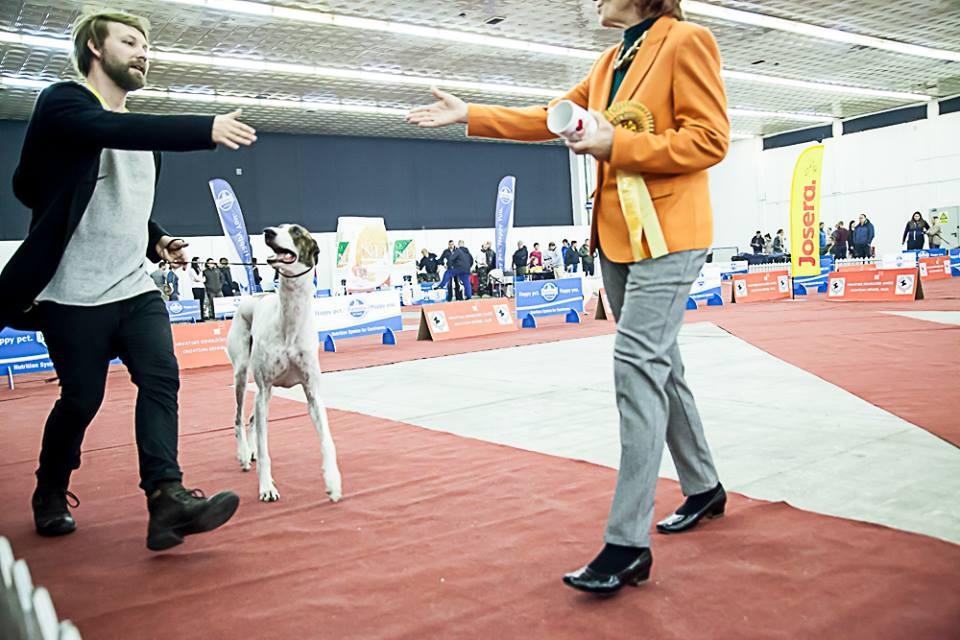 kollaps greyhound skrik