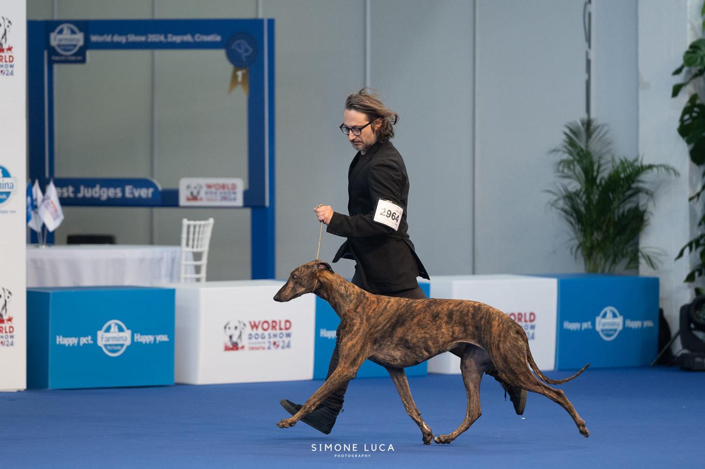 greyhound kollaps