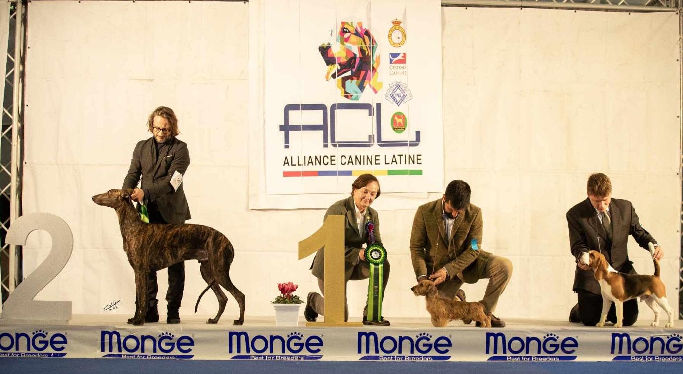 greyhound kollaps the Temptation of St.Anthony 