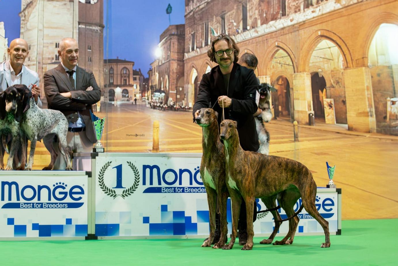 kollaps greyhound