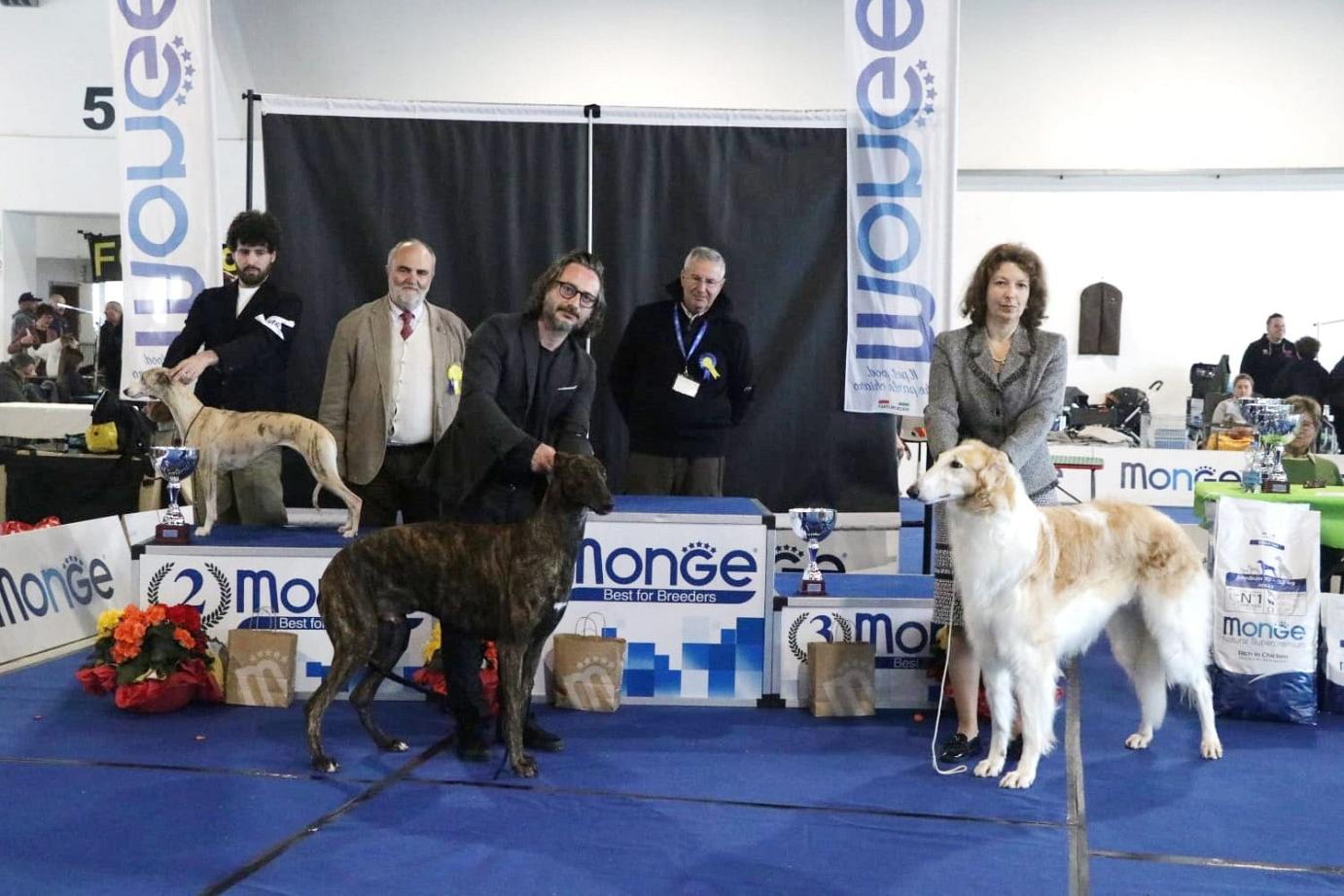 levriero greyhound 