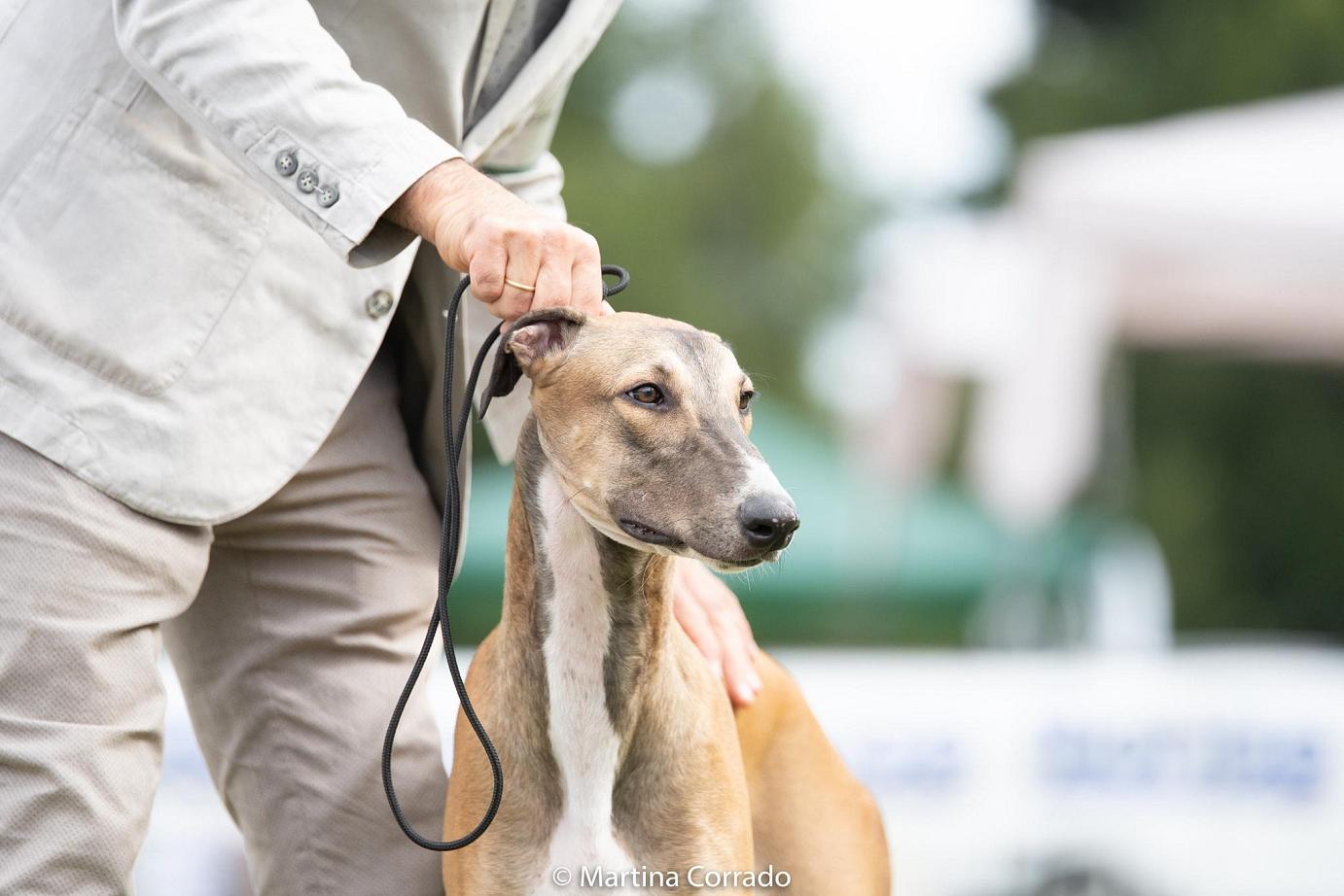 greyhound kollaps Chocolat Idèal