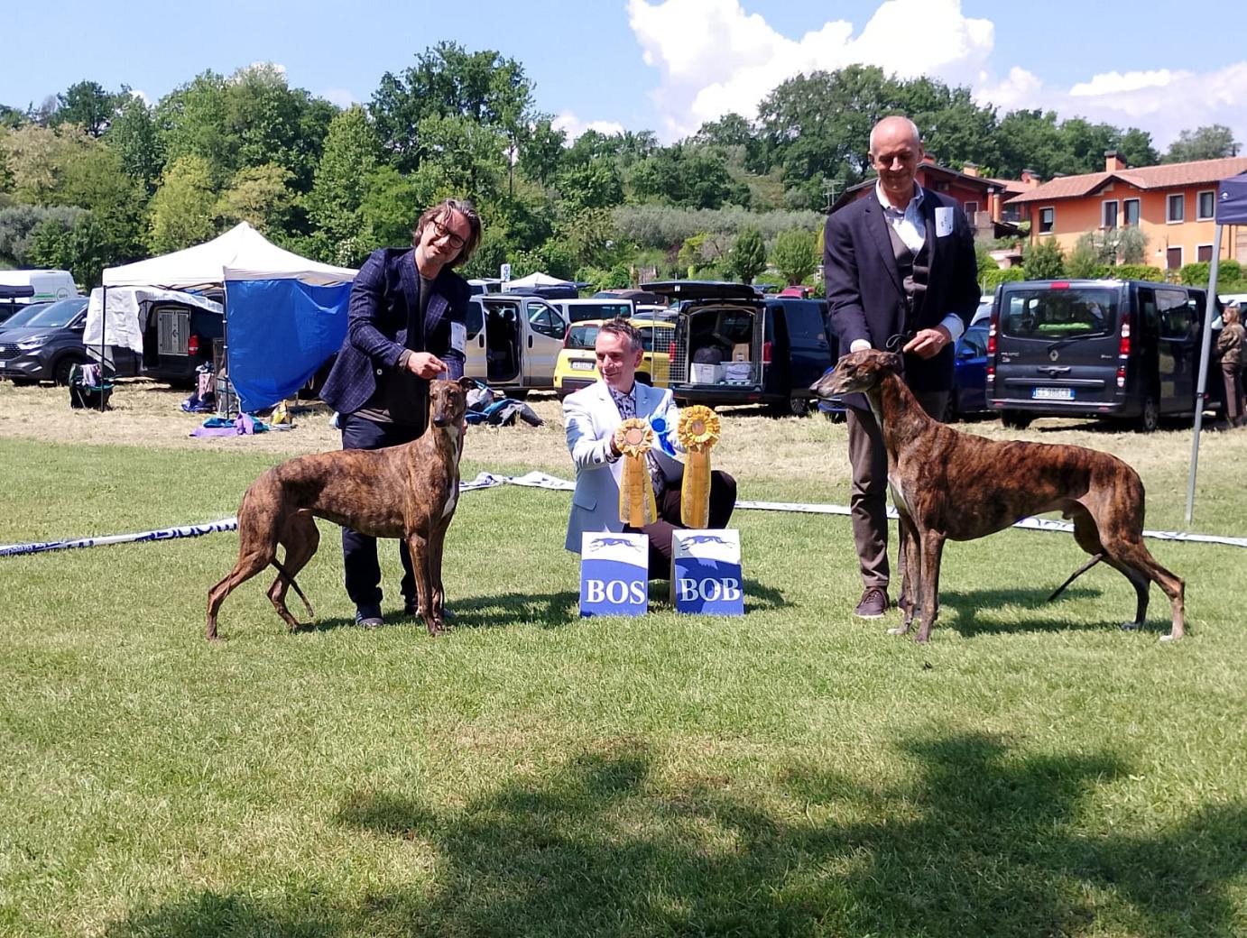 greyhound kollaps