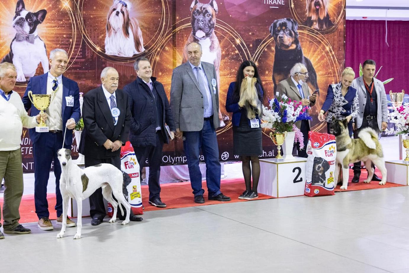 kollaps greyhound