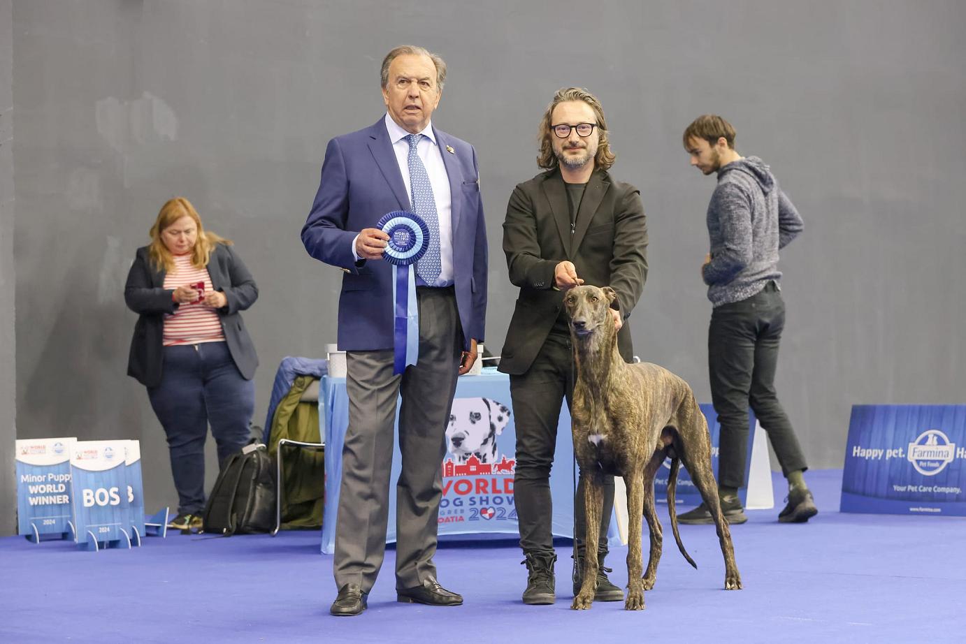 greyhound kollaps 
