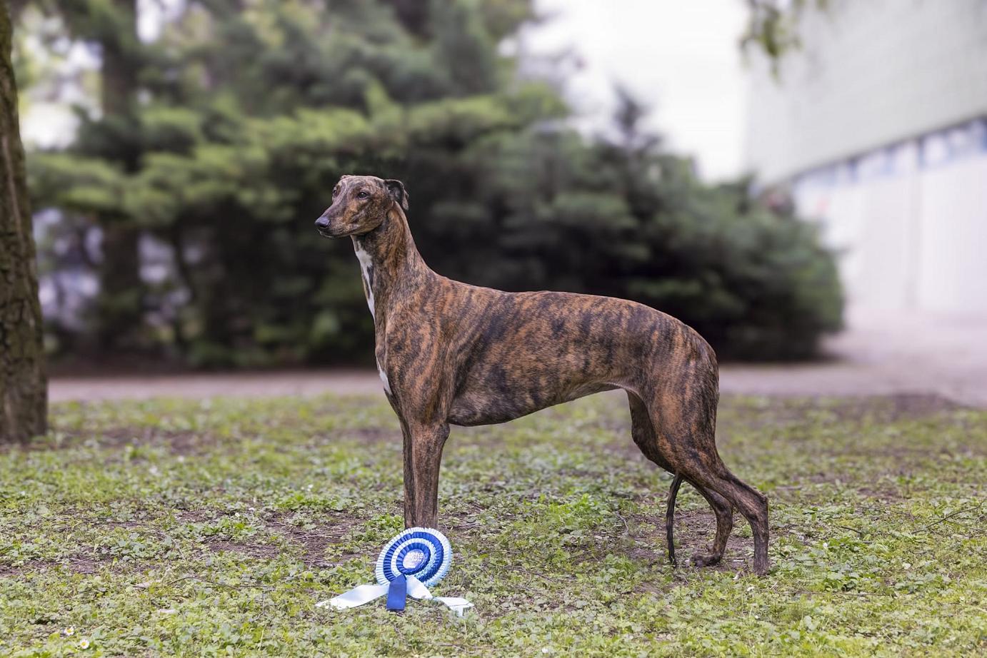 greyhound kollaps 